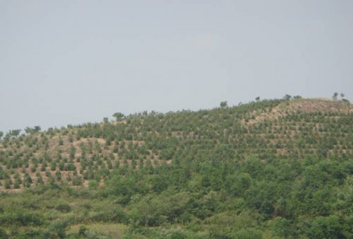 油茶基地