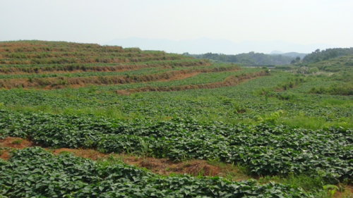 紫甘薯育苗基地