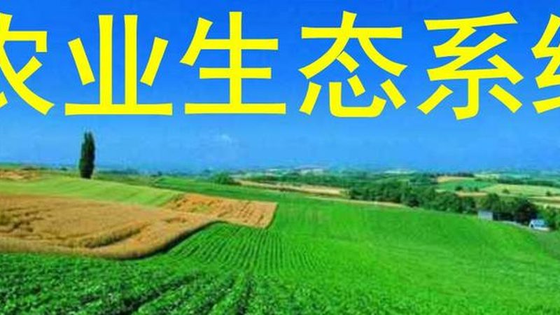 绿色食品代理：县城市场的潜力与挑战**