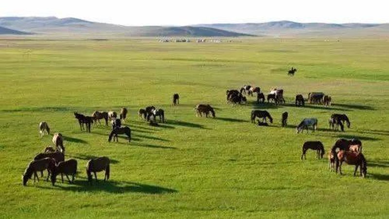 果园生物防治：绿色防控的关键步骤与注意事项