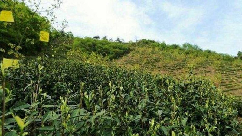 庭院方寸地，也能长出好效益