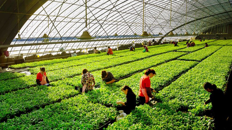 种植技术书籍：批发渠道与选书指南