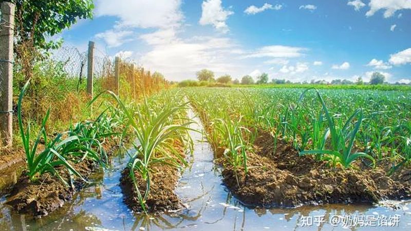 智慧灌溉系统标准规范：引领现代农业发展新篇章