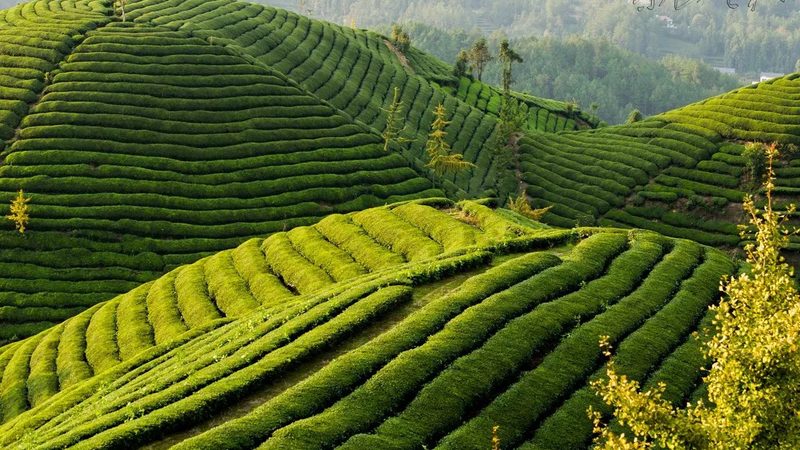 水果种植专用土：价格背后的生态价值