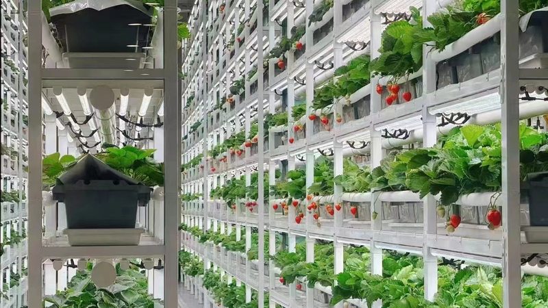 种植培训，掌握新技能的“黄金时间